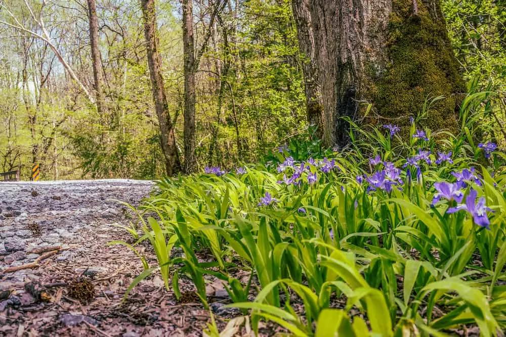 The Perfect Spring Overlanding Adventure in North Georgia